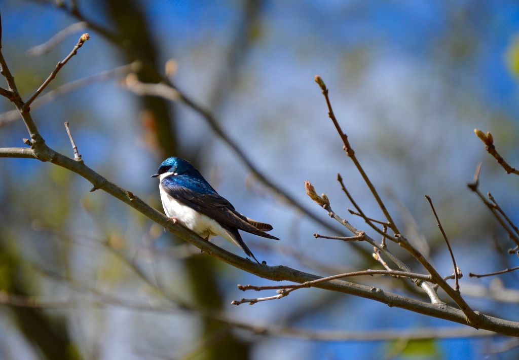 Backyard Bird by Cheryl Picard