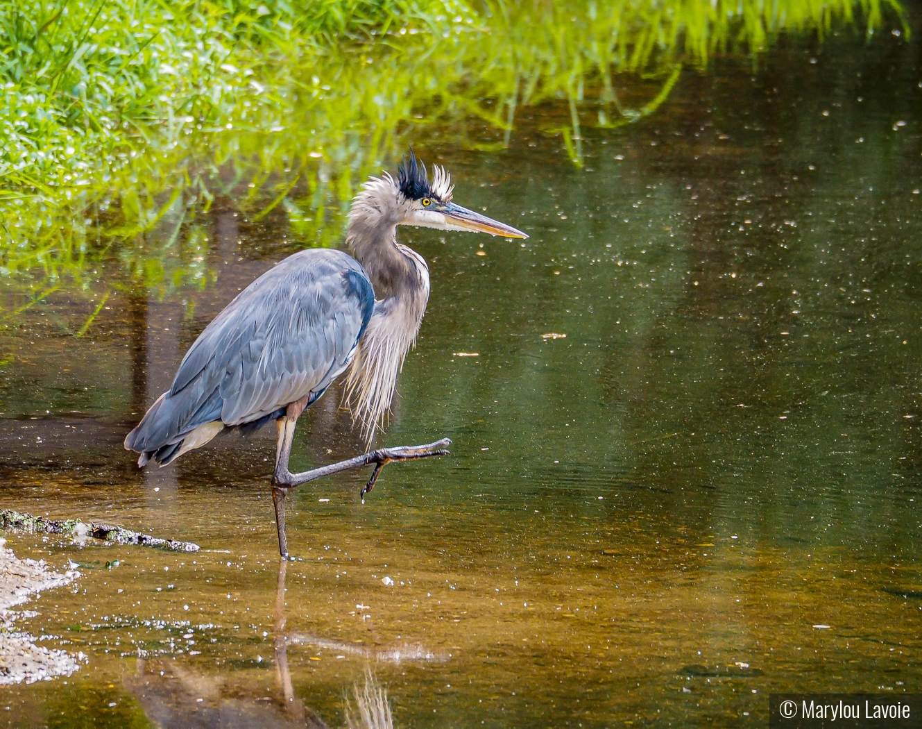 Bad Hair Day by Marylou Lavoie