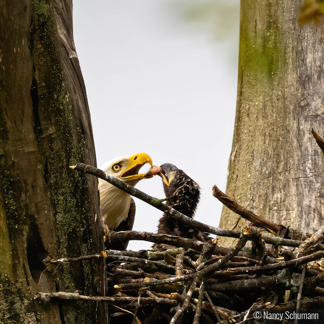 Bald Eagle feeding nestling by Nancy Schumann