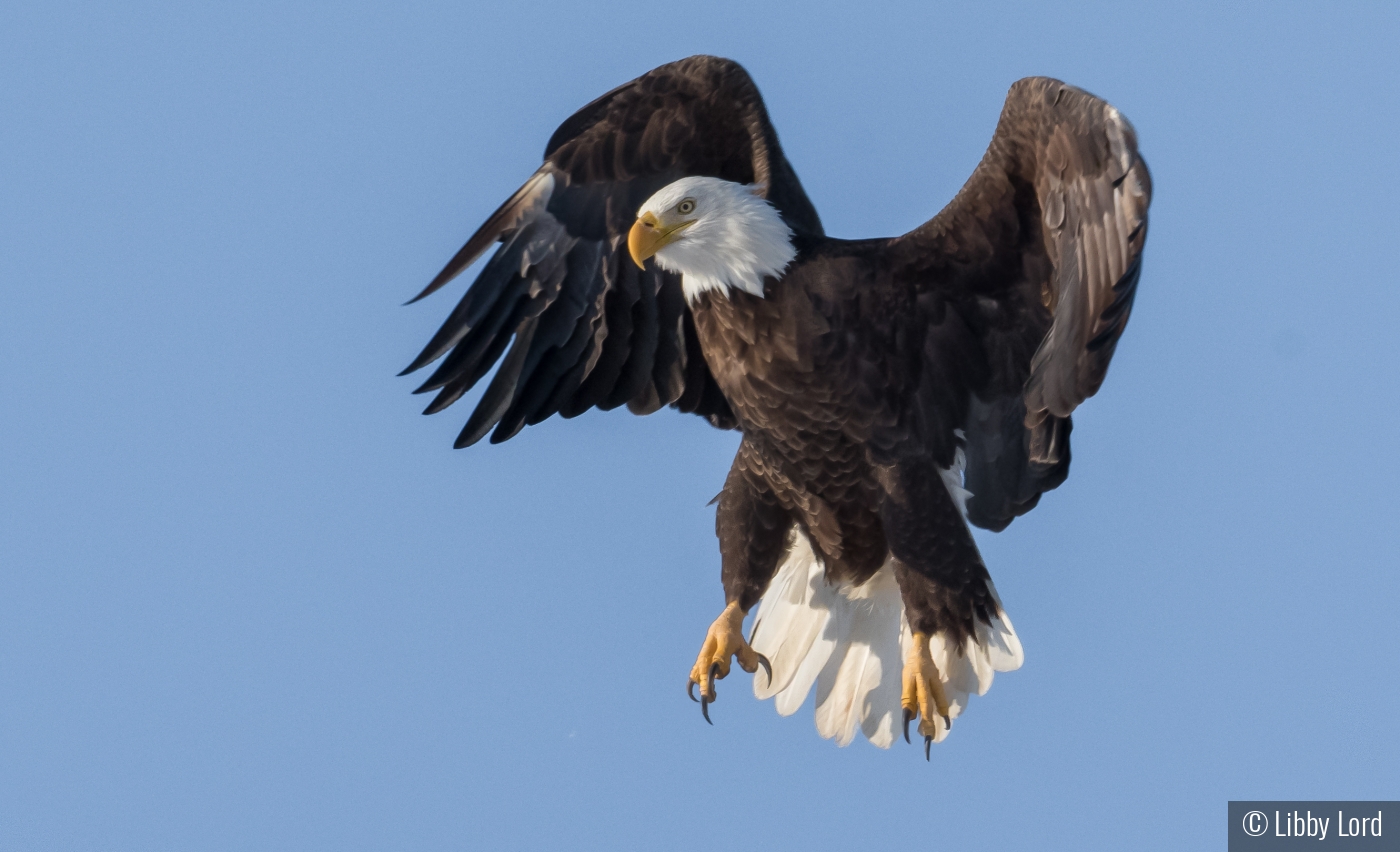 Bald Eagle Lift Off by Libby Lord