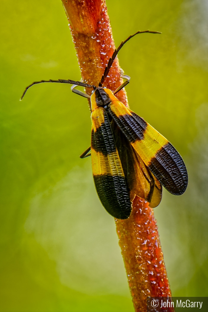 Banded Netwing Beetle by John McGarry