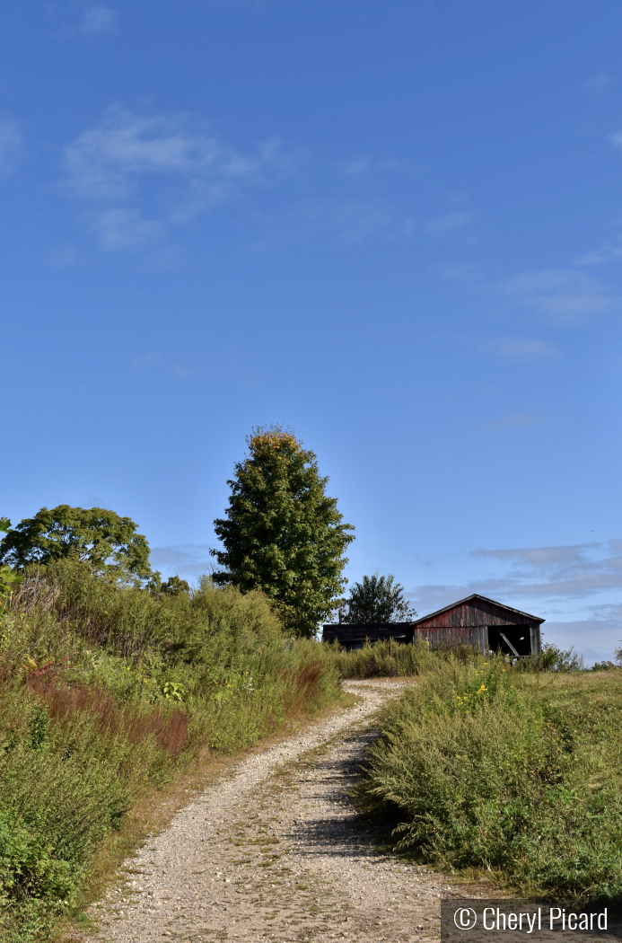 Barn by Cheryl Picard