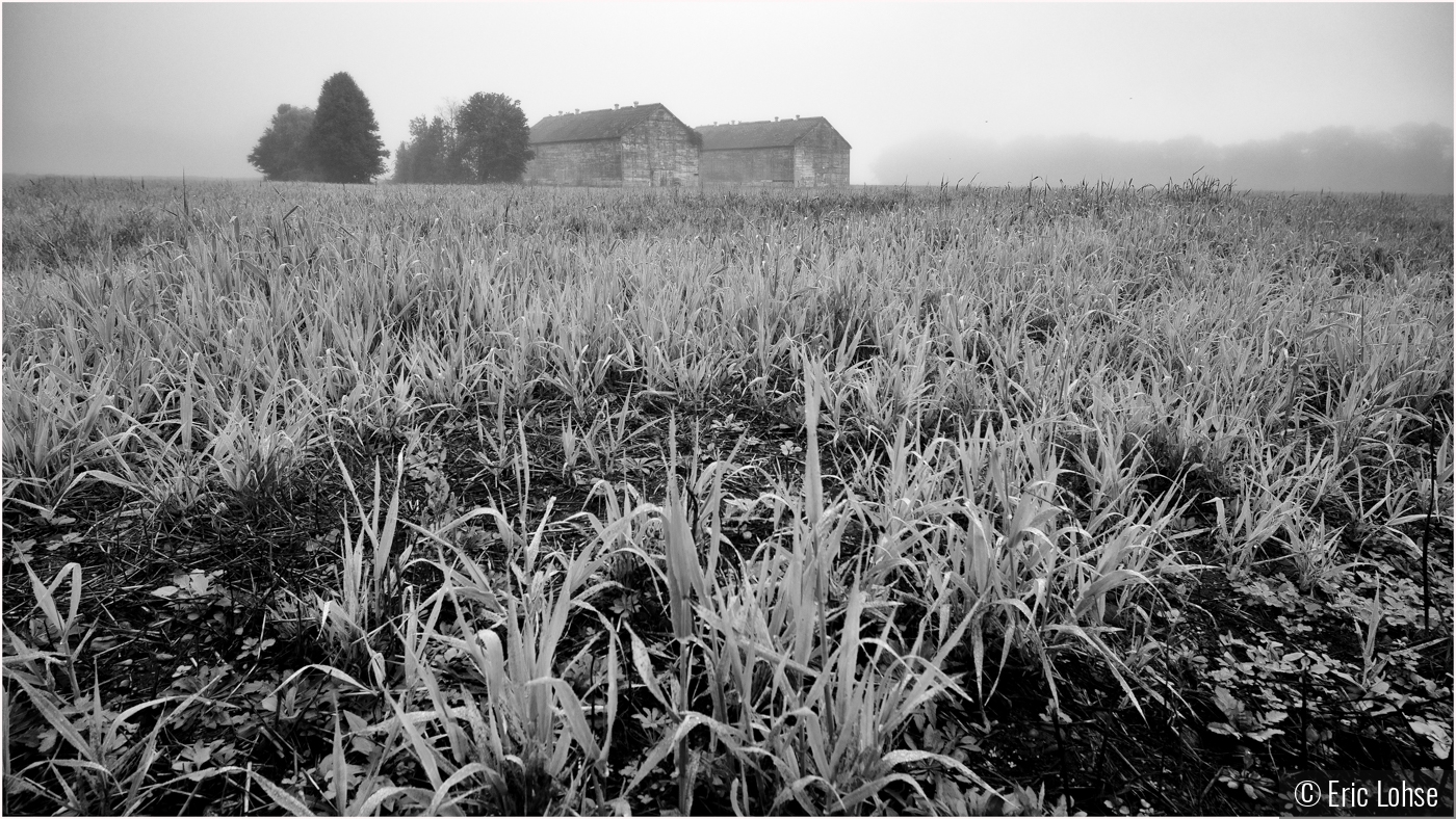 Barns in Fog by Eric Lohse