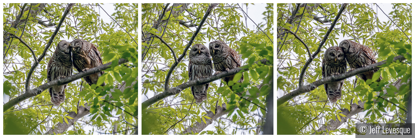 Barred Owl Filmstrip by Jeff Levesque