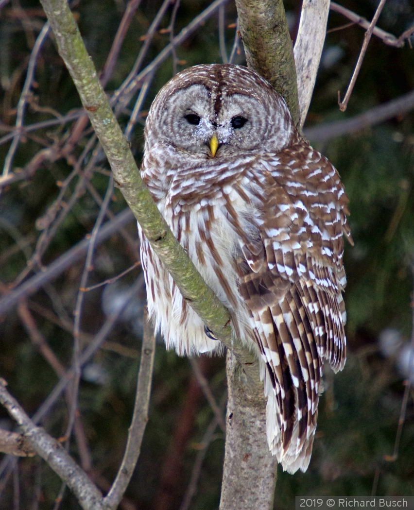 Barred Owl in my backyard by Richard Busch