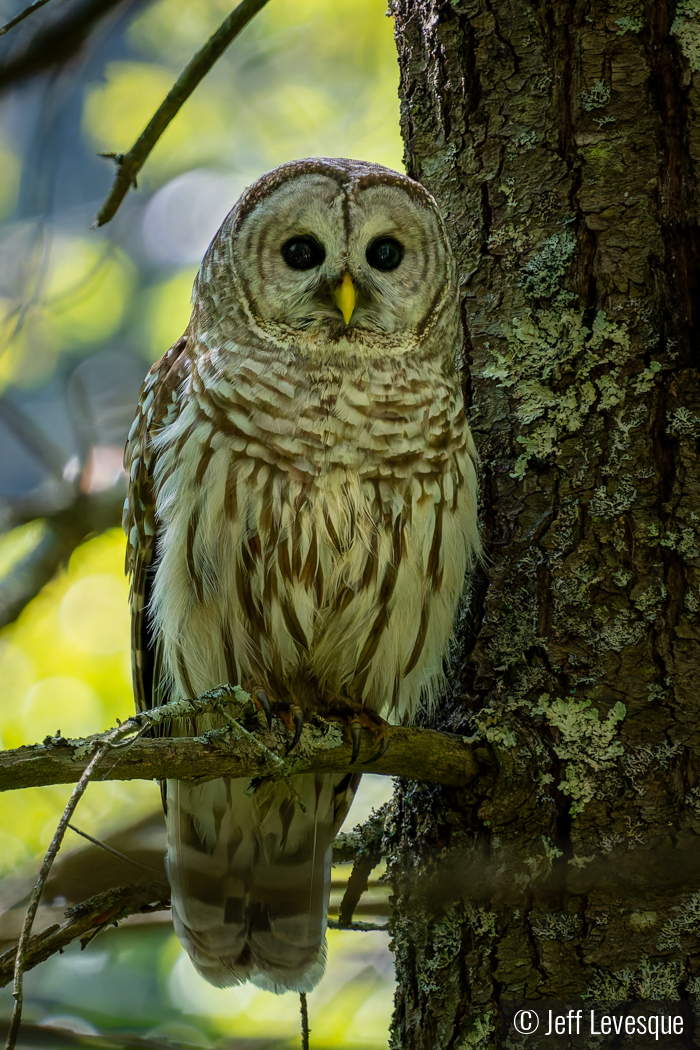 Basking in the Shade by Jeff Levesque