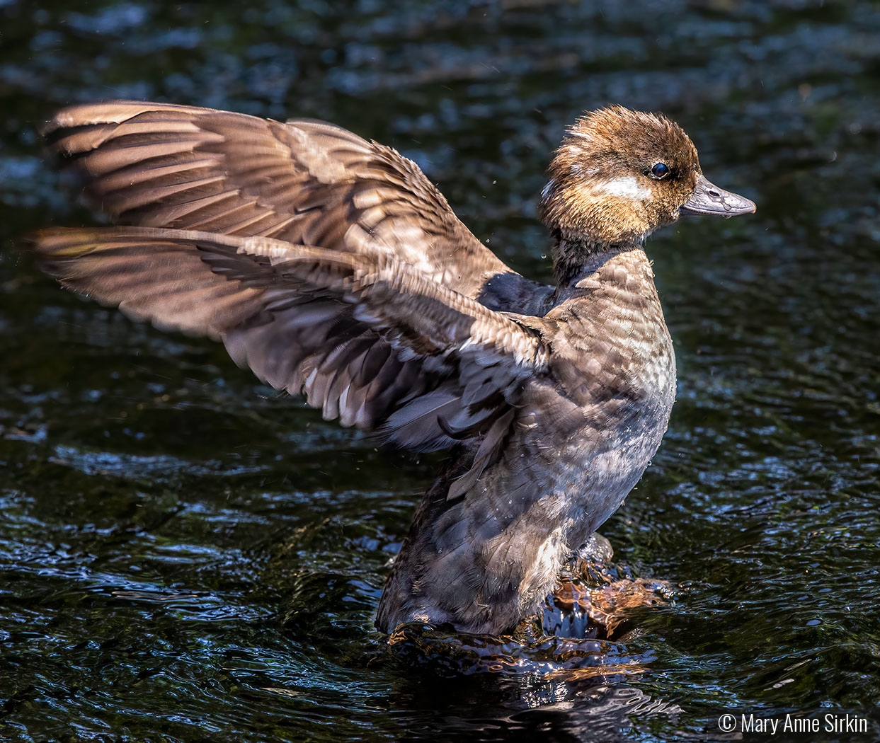 Bath Time is Fun Time by Mary Anne Sirkin