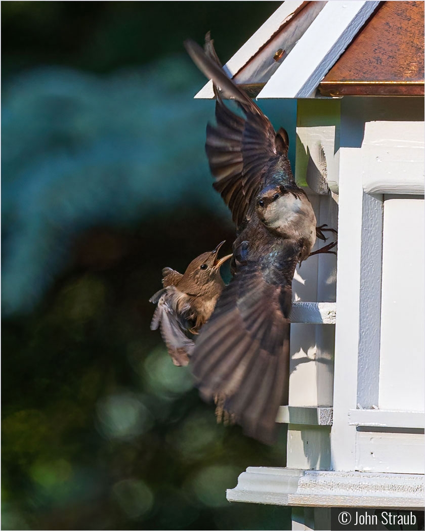 Battle for the Birdhouse by John Straub