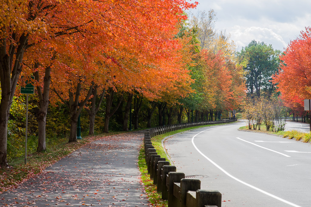 Beautiful Iron Horse Boulevard by Marylou Lavoie