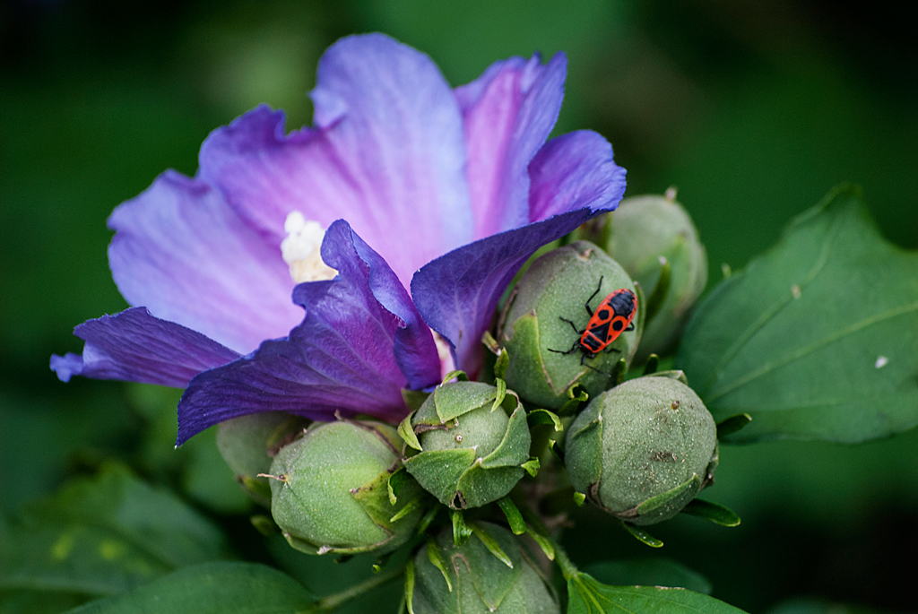 Beauty and the Bug by Donna JW Griffiths