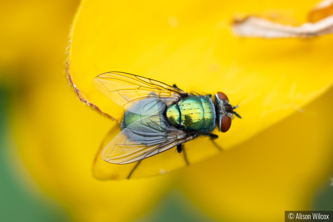 Beauty Everywhere by Alison Wilcox