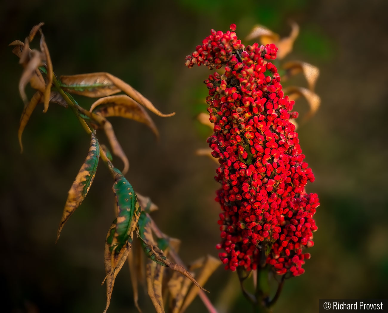 Beauty of Weeds by Richard Provost