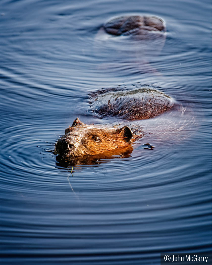 Beaver Out for a Swim by John McGarry