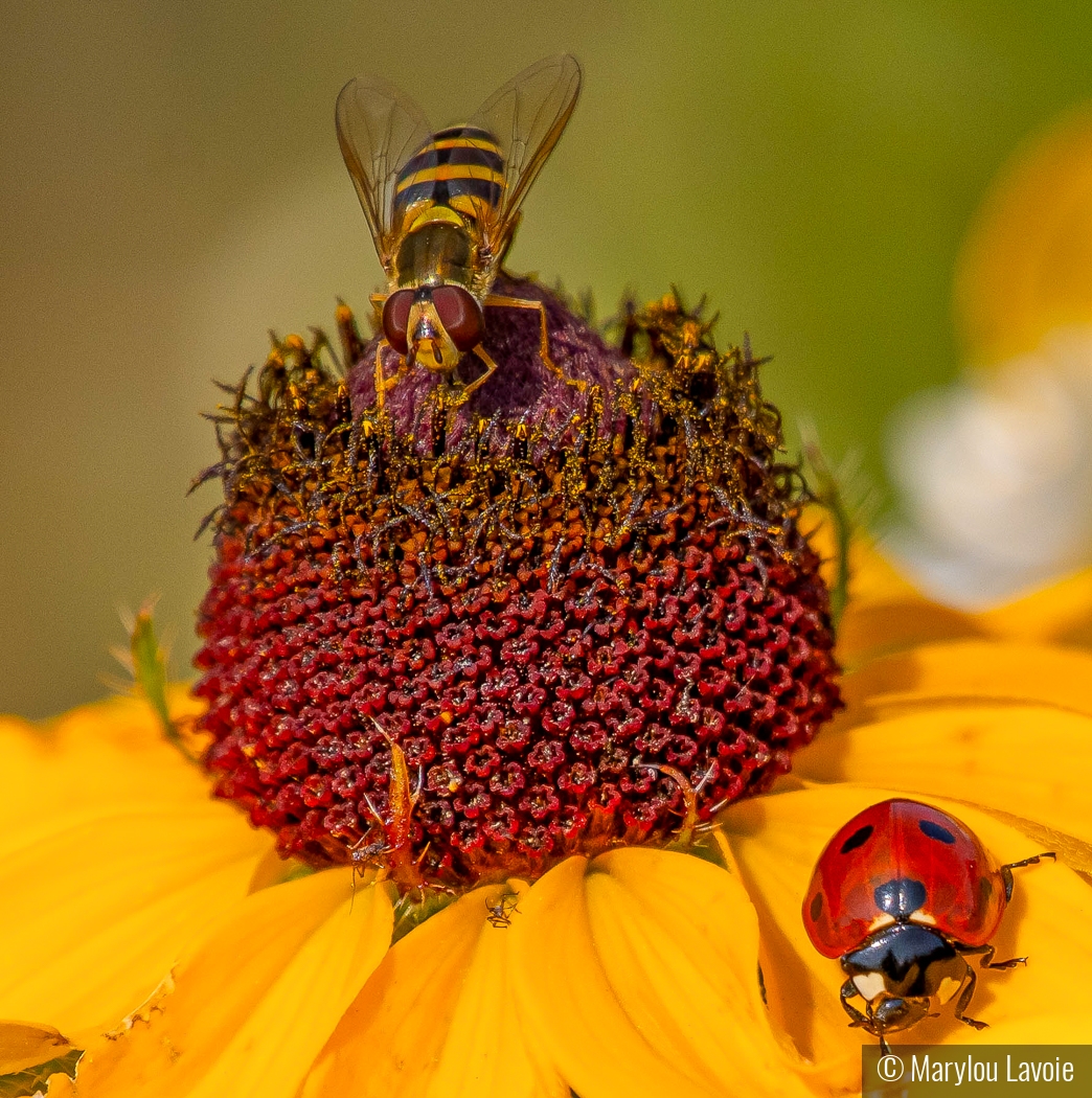 Bee and Lady by Marylou Lavoie