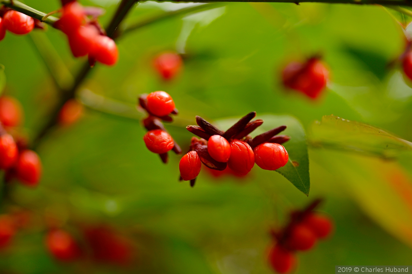 Berries by Charles Huband