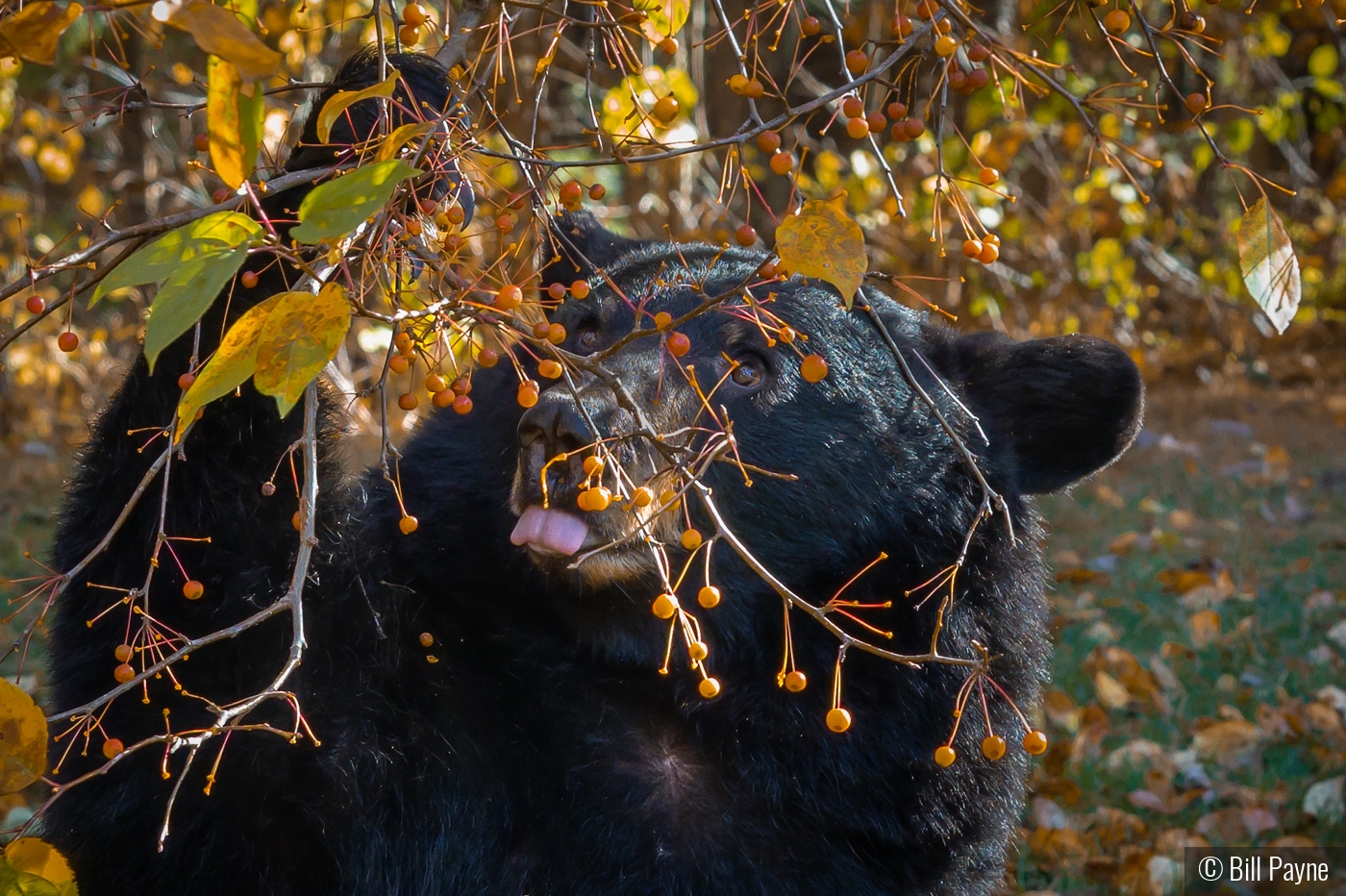 Berries, Berries, Berries, I Love Berries by Bill Payne