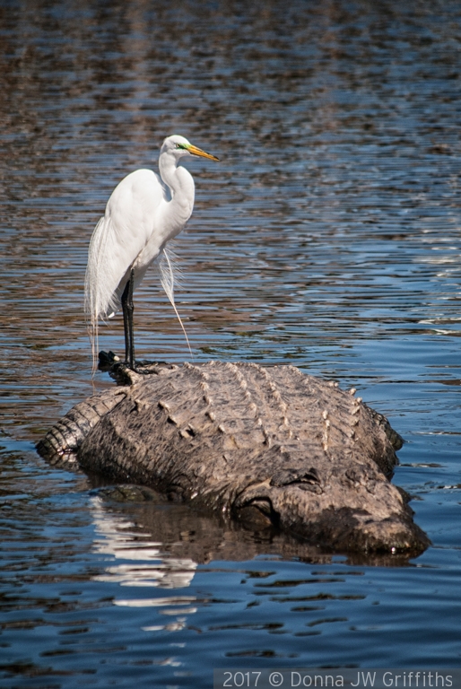 Best Friends at Gatorland by Donna JW Griffiths