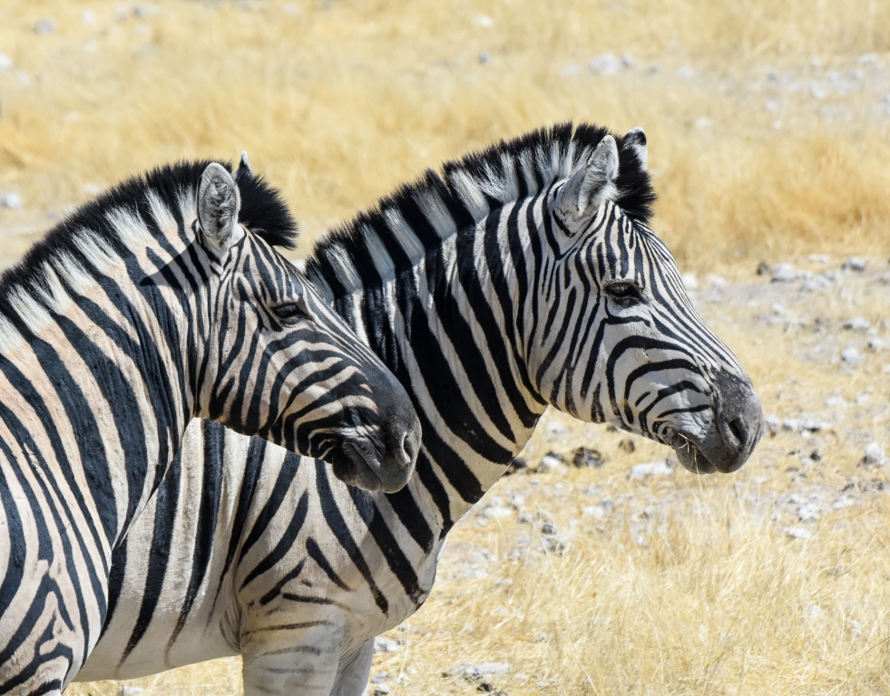 Best Friends by Susan Case