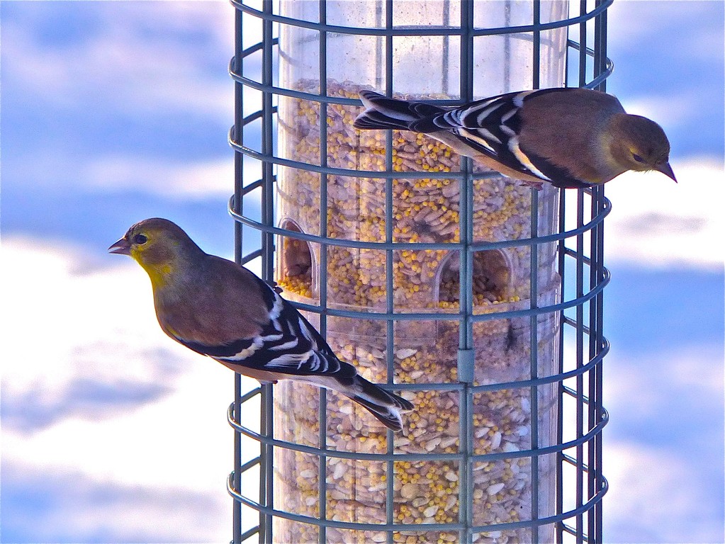 Bird Feeder In Paradise - Photo by Gary Gianini