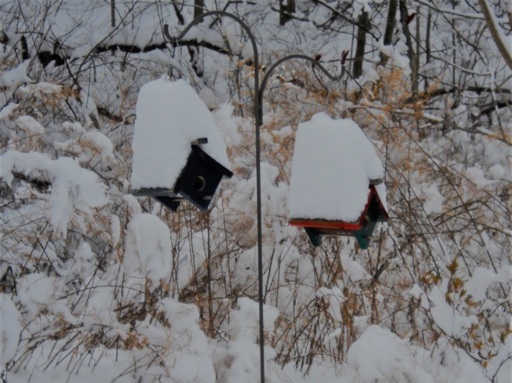 Bird House for Rent by James Haney