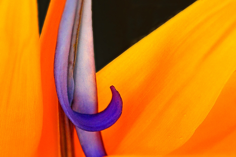 Bird of Paradise - Abstract Macro by Ian Veitzer