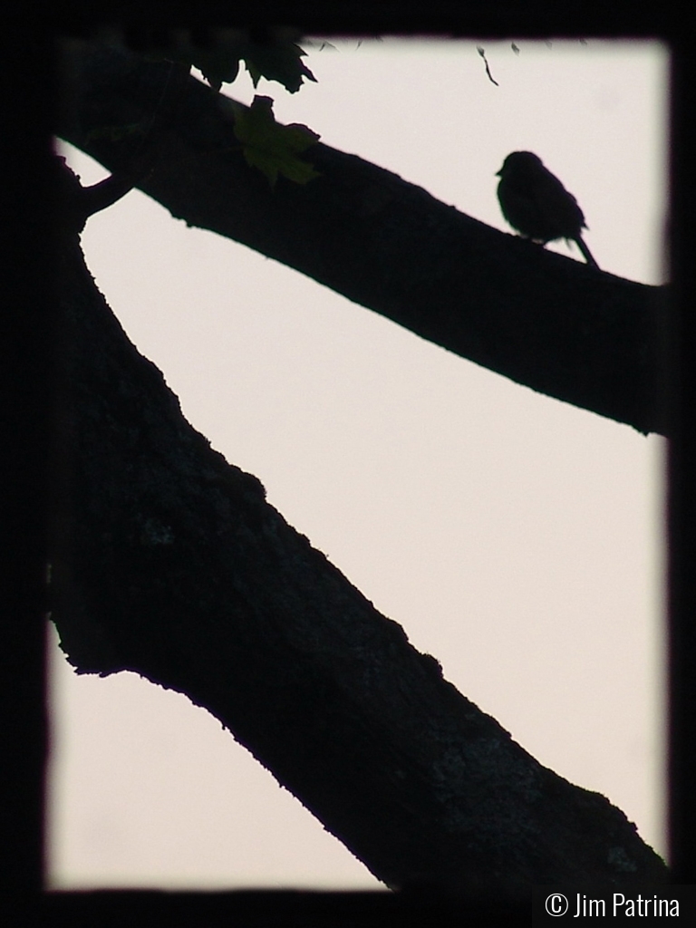 Bird Through the Window by Jim Patrina