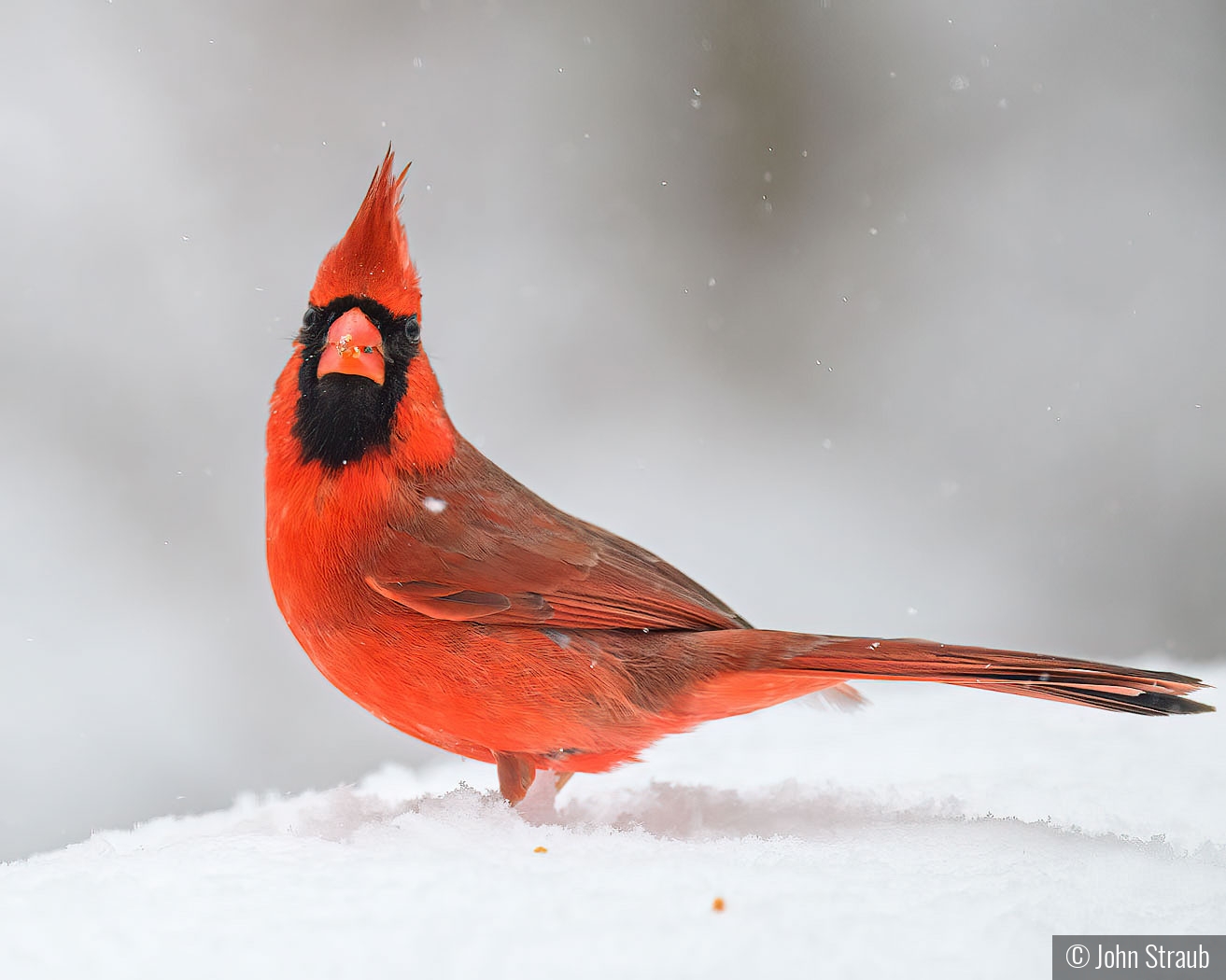 Bird Watching Right Back by John Straub