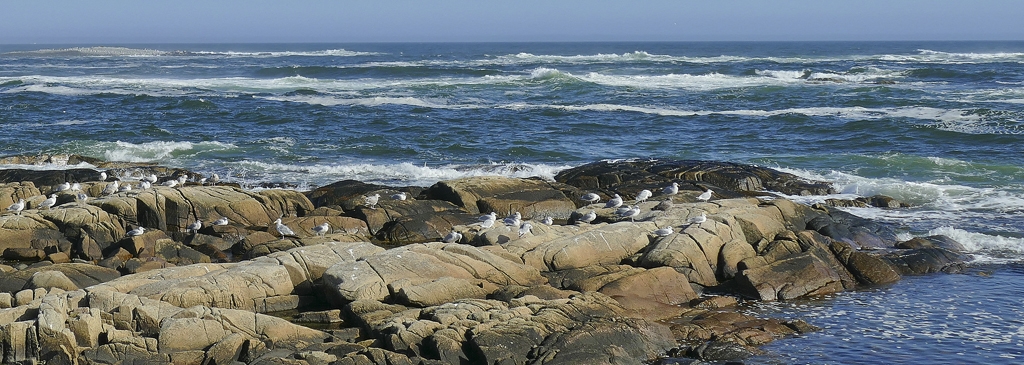 Birdsurf by Bruce Metzger