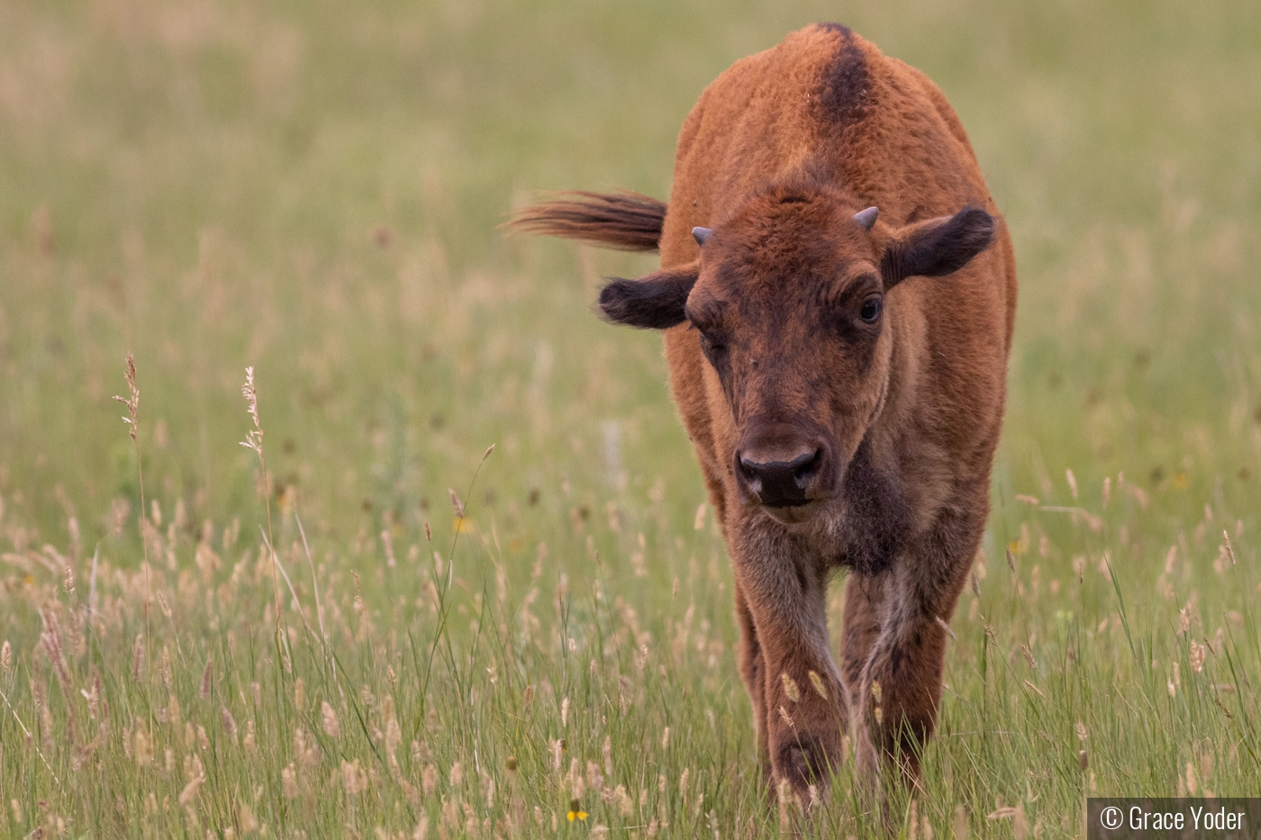 Bison Calf by Grace Yoder