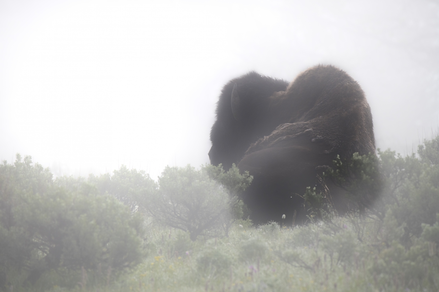 Bison Sleeping in the Fog by Danielle D'Ermo