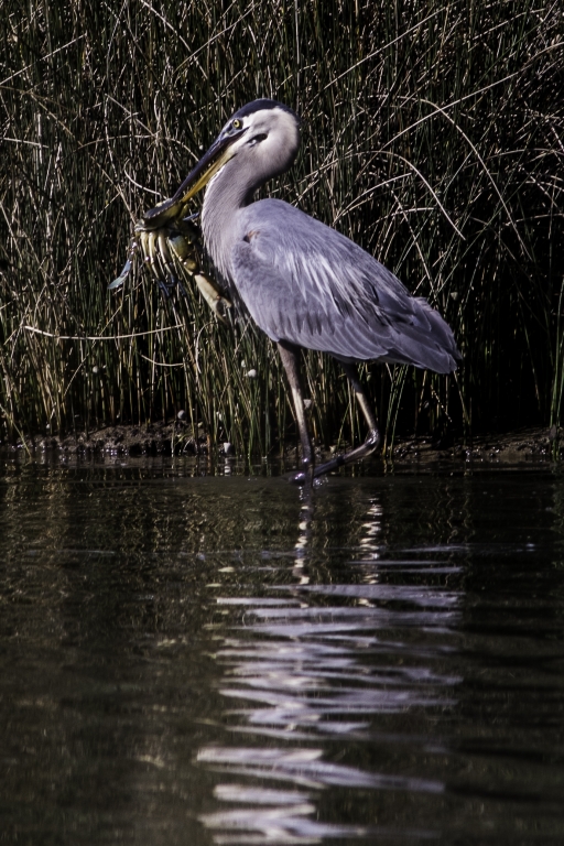 Bit Off More Than He Can Chew by Peter Rossato