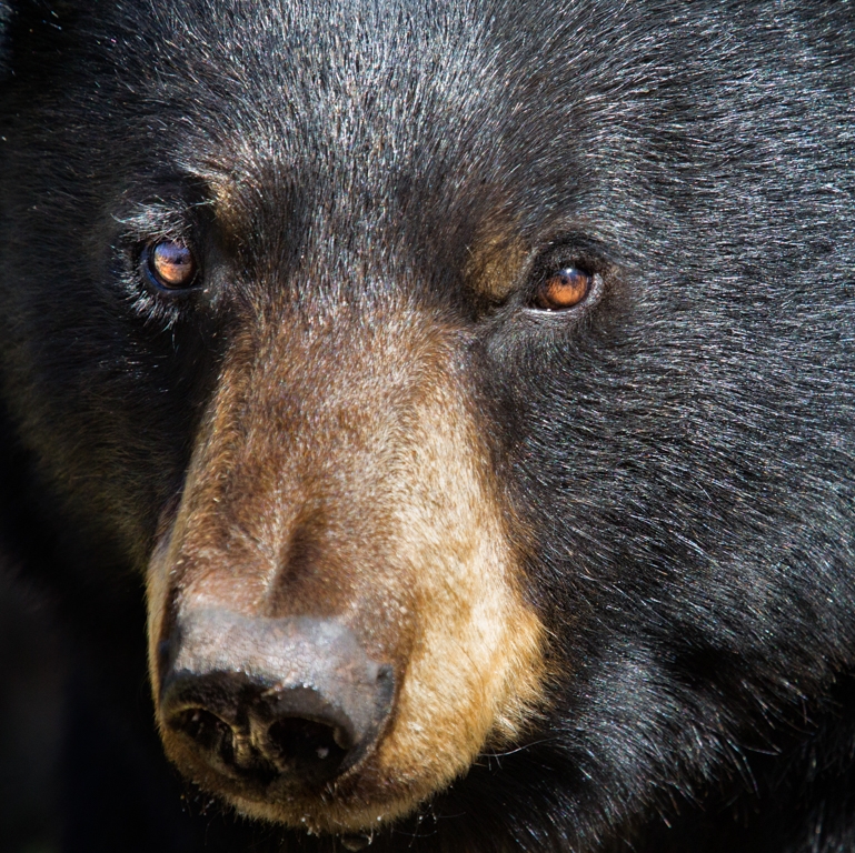 Black Bear Close UPO by Danielle D'Ermo