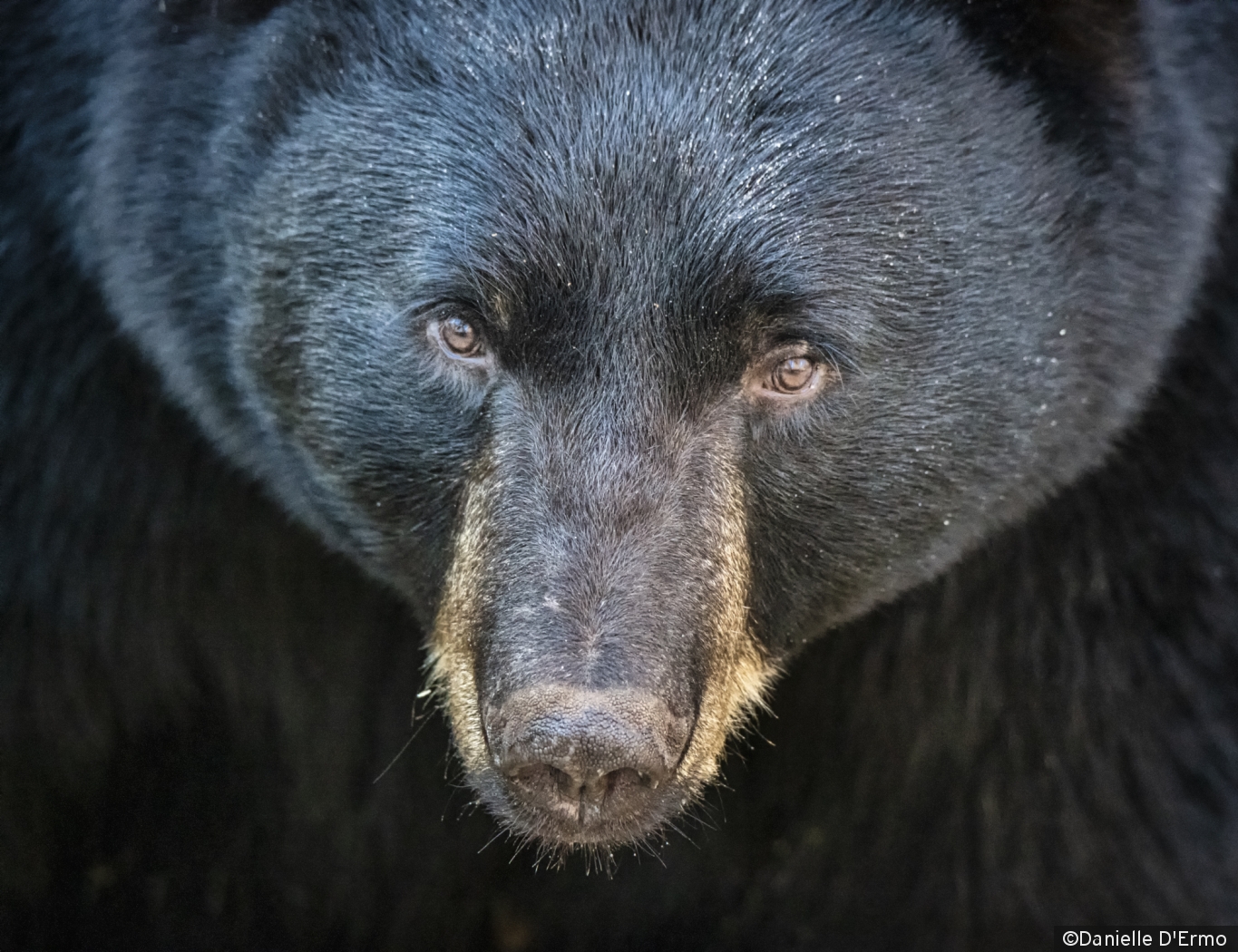 Black Bear by Danielle D'Ermo