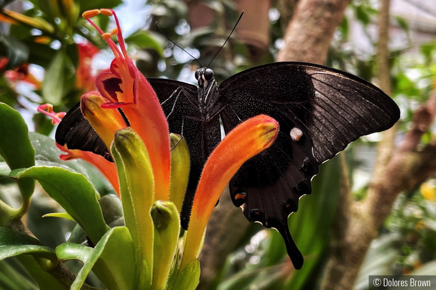 Black Beauty by Dolores Brown