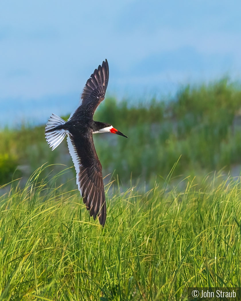 Black Skimmer Soaring by John Straub