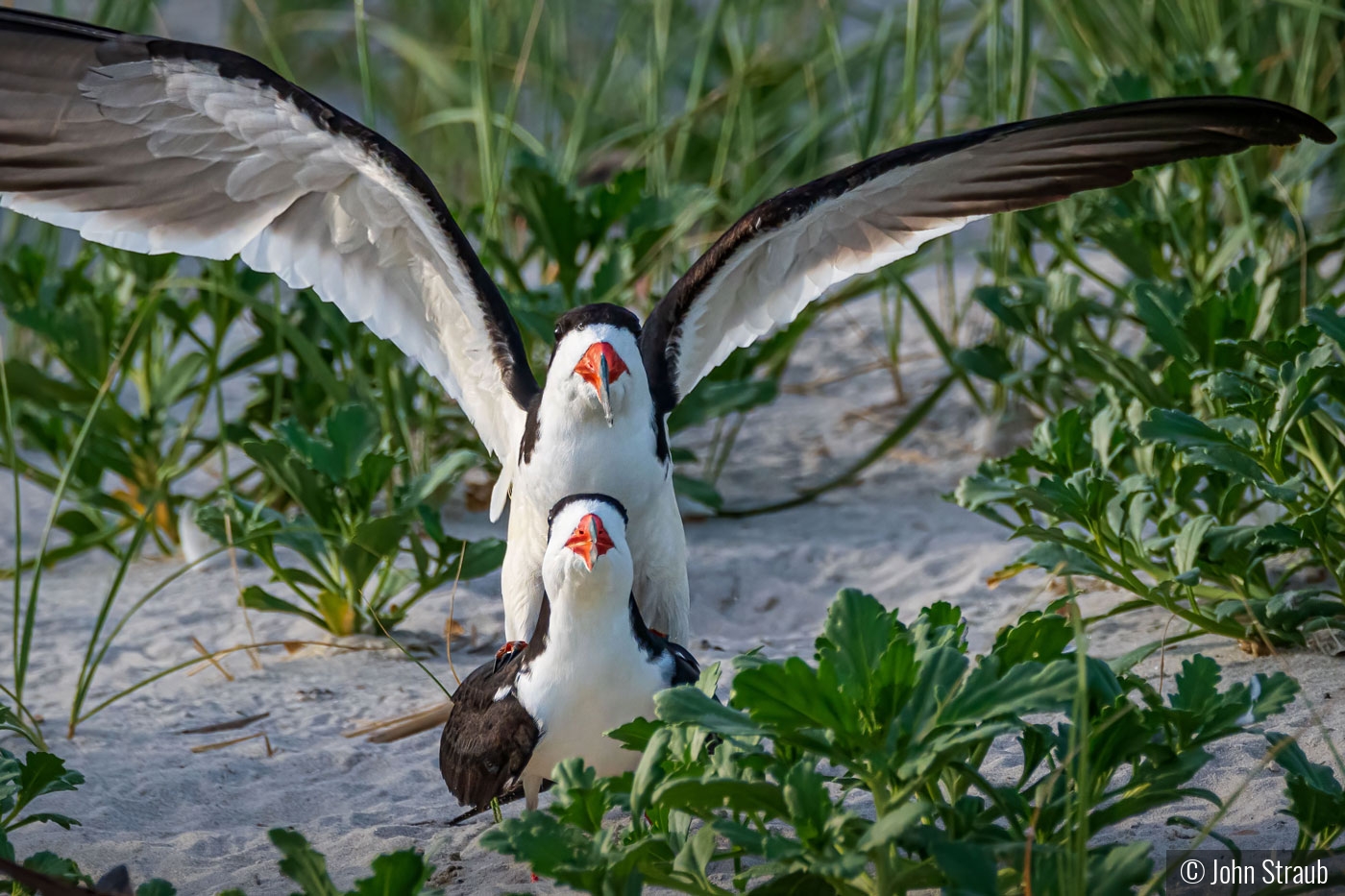 Black Skimmers Starting a Brood by John Straub