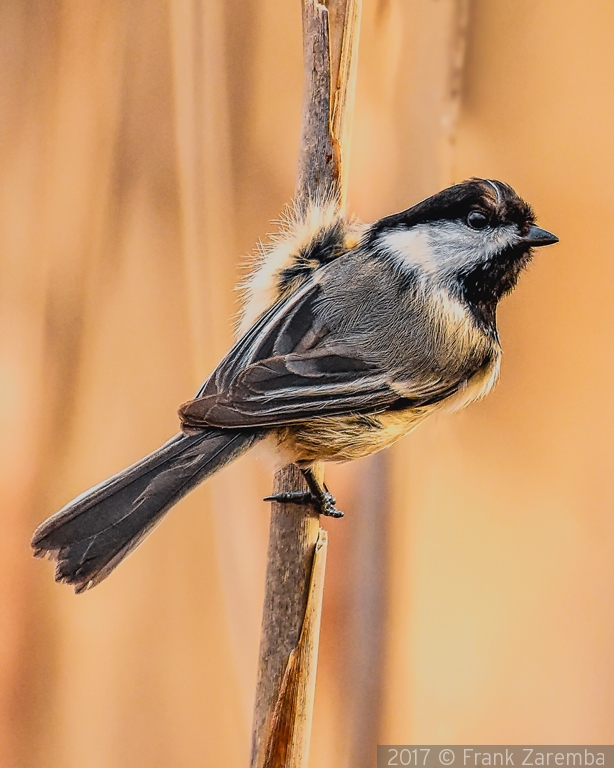 Black toped Chickadee on cat tail by Frank Zaremba