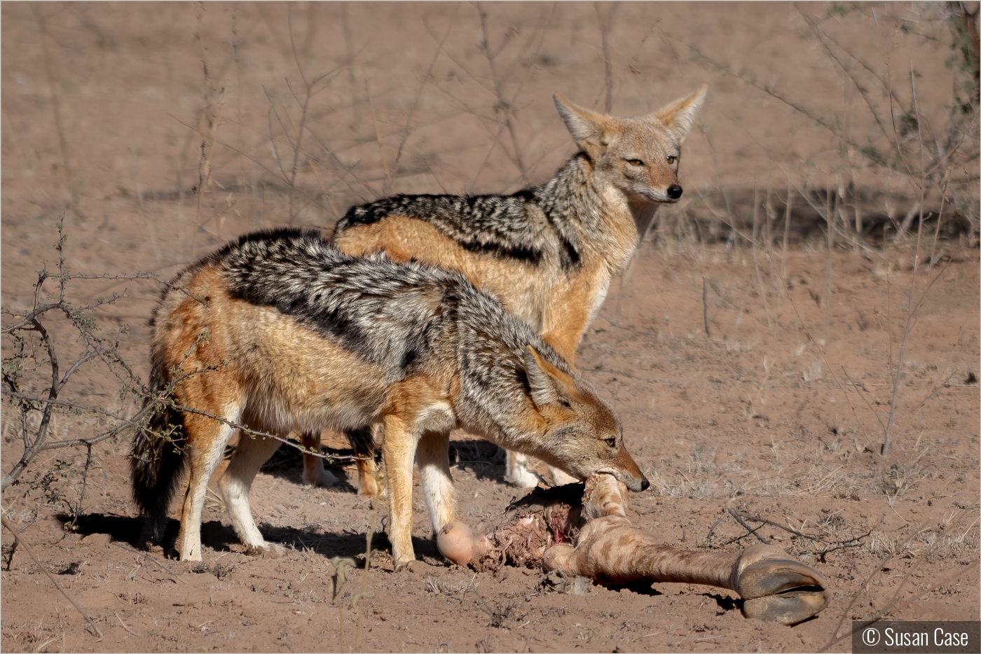 Black-backed Jackals Having Dinner by Susan Case