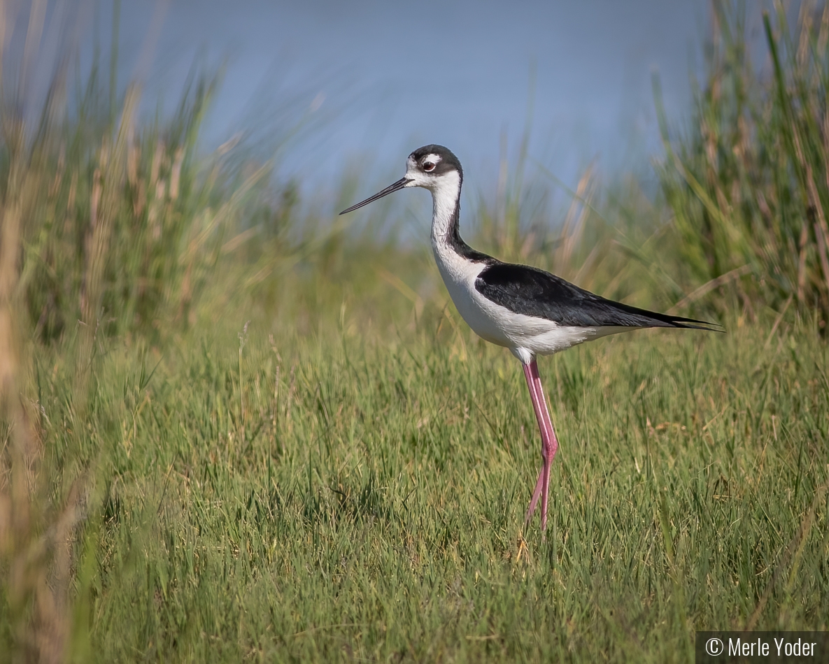 Black-necked Stilt by Merle Yoder