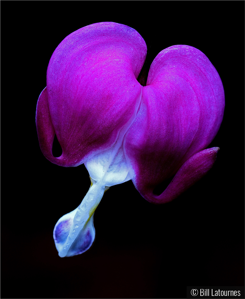 Bleeding Heart by Bill Latournes