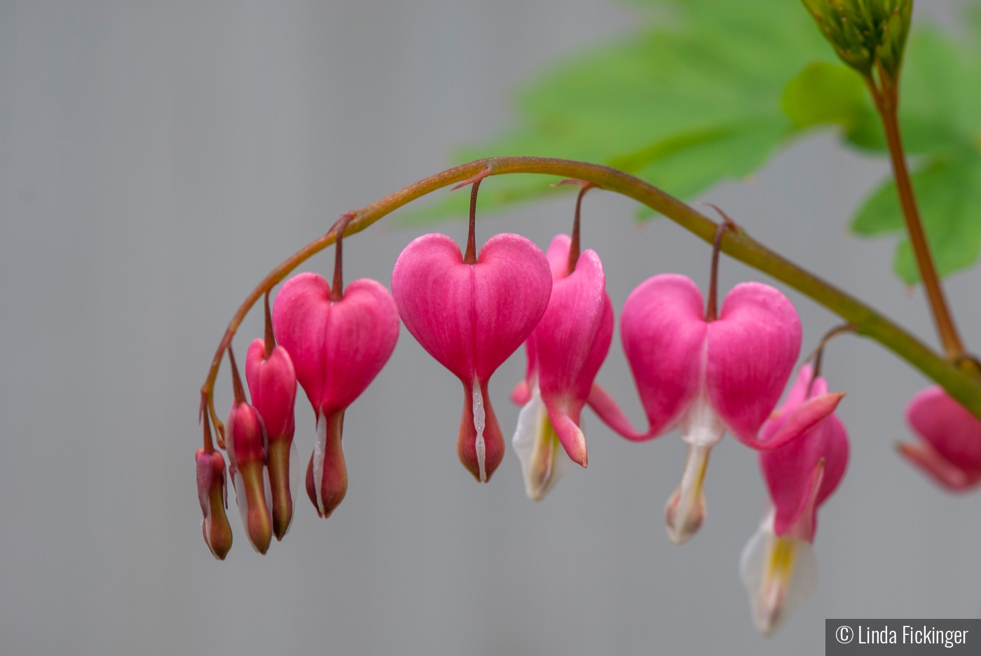 Bleeding Heart by Linda Fickinger