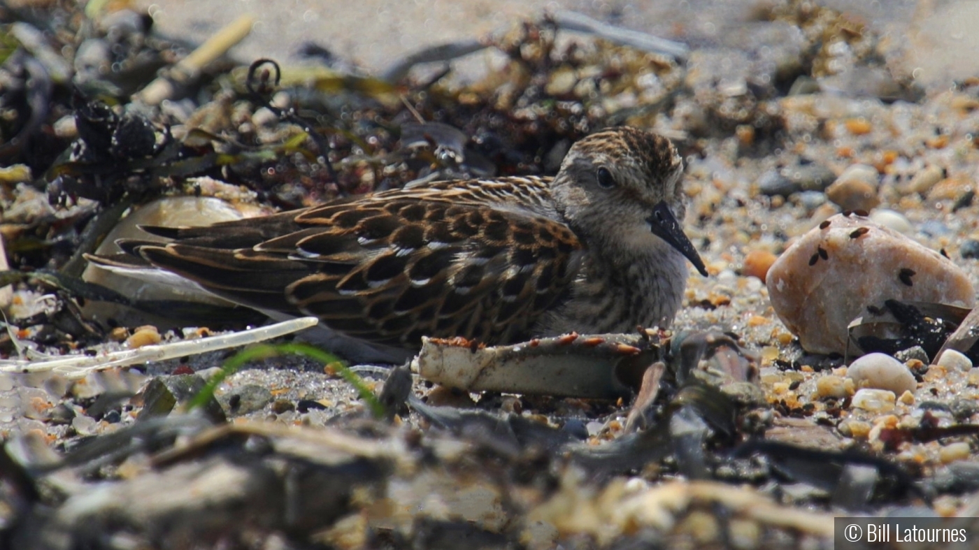 Blending In On The Beach by Bill Latournes