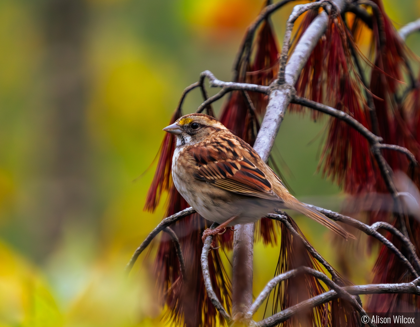 Blending In by Alison Wilcox