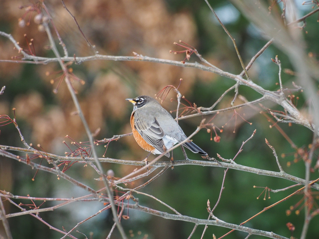 Blending In by Marylou Lavoie