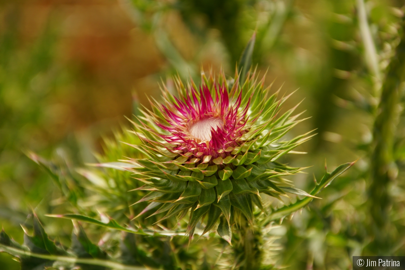 Blooming Thistle by Jim Patrina