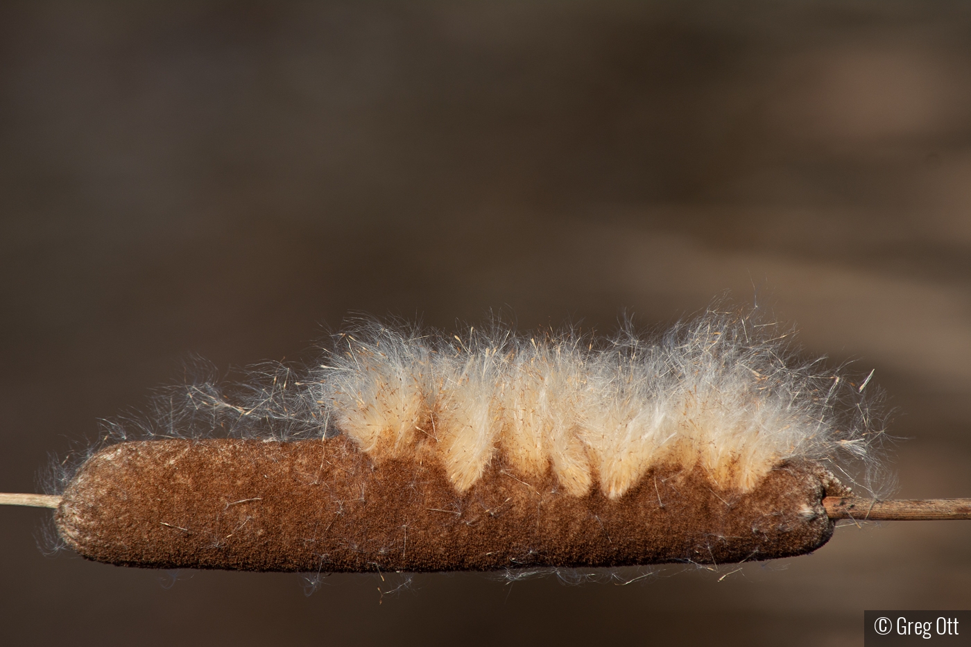 Blowin' in the wind by Greg Ott