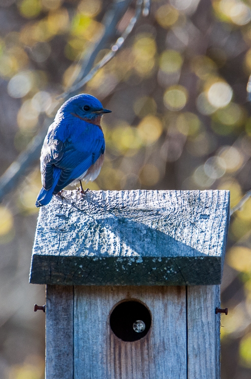 Blue Bird by Aadarsh Gopalakrishna