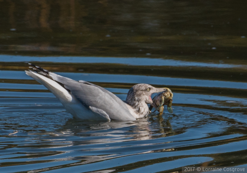 Blue Crab for Dinner by Lorraine Cosgrove