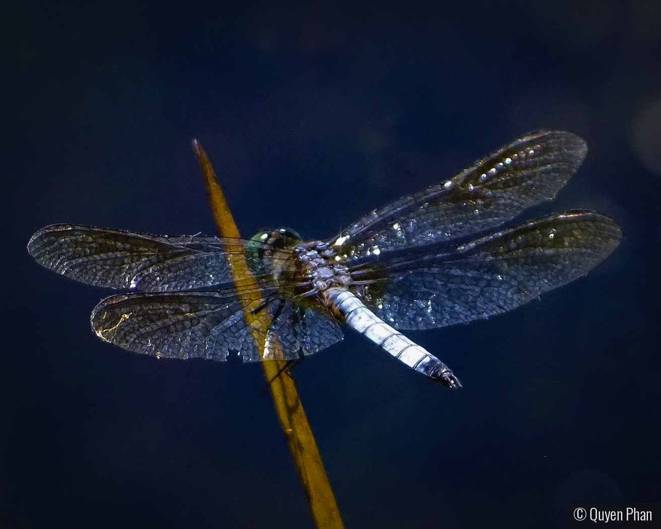 Blue Dasher by Quyen Phan