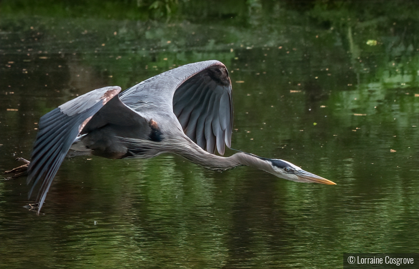 Blue Heron in Flight by Lorraine Cosgrove